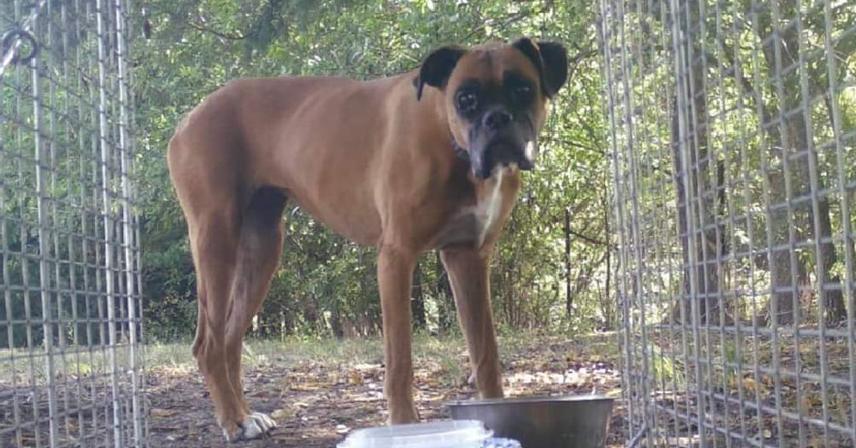 Carli - Silver Heart, a Adoptable Boxer in Hewitt, TX image 2/2