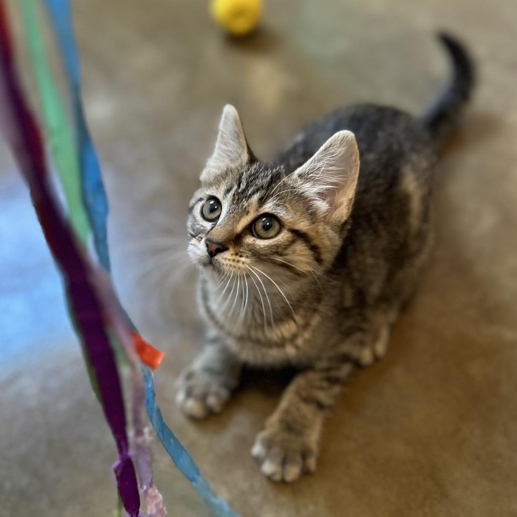 Raya, Adoptable, Kitten Female Domestic Short Hair.