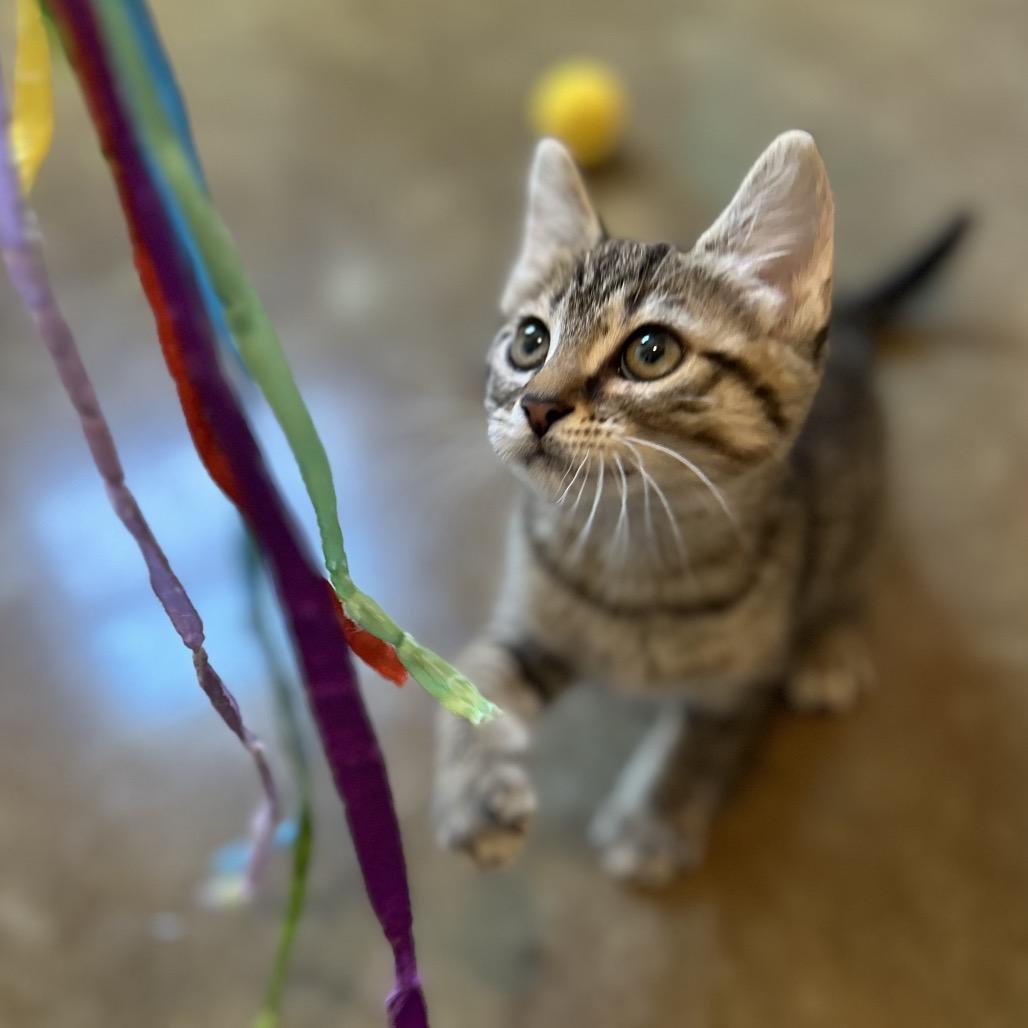 Enlarge Raya, a Adoptable Domestic Short Hair in Green Bay, WI image 2/3