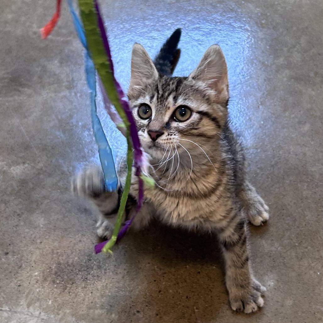 Enlarge Raya, a Adoptable Domestic Short Hair in Green Bay, WI image 3/3