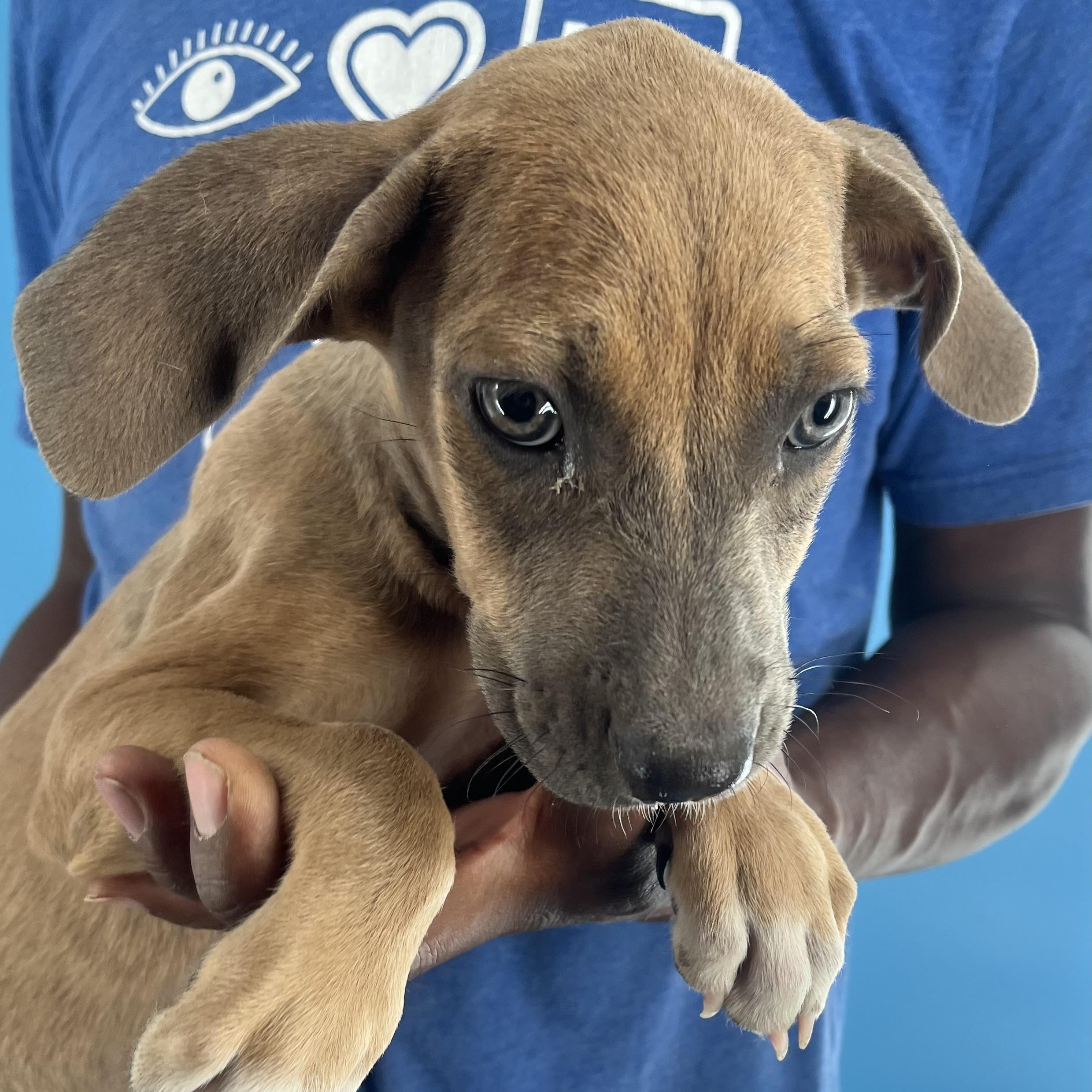 Biscuit - Local Dec 19-21, a Adoptable mixed breed in Beaverton , OR image 5/6