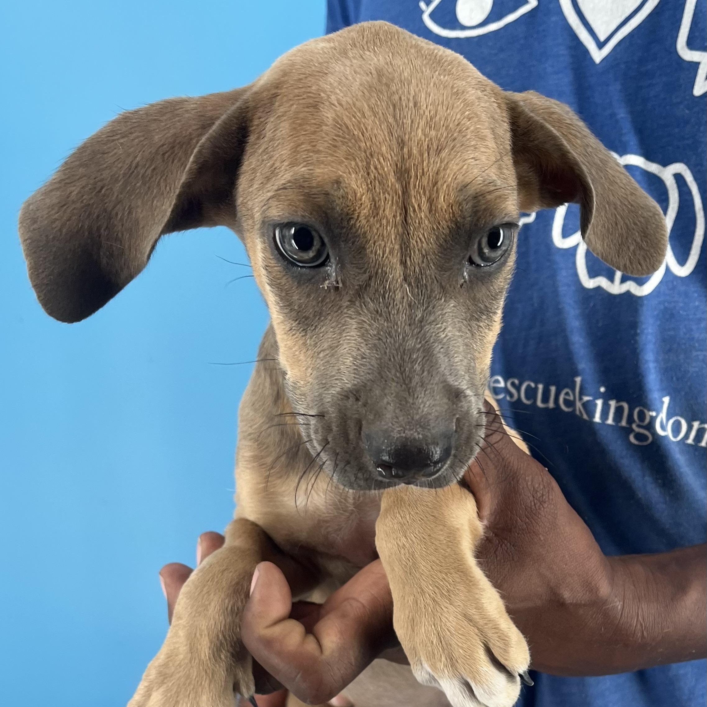 Biscuit - Local Dec 19-21, a Adoptable mixed breed in Beaverton , OR image 2/6