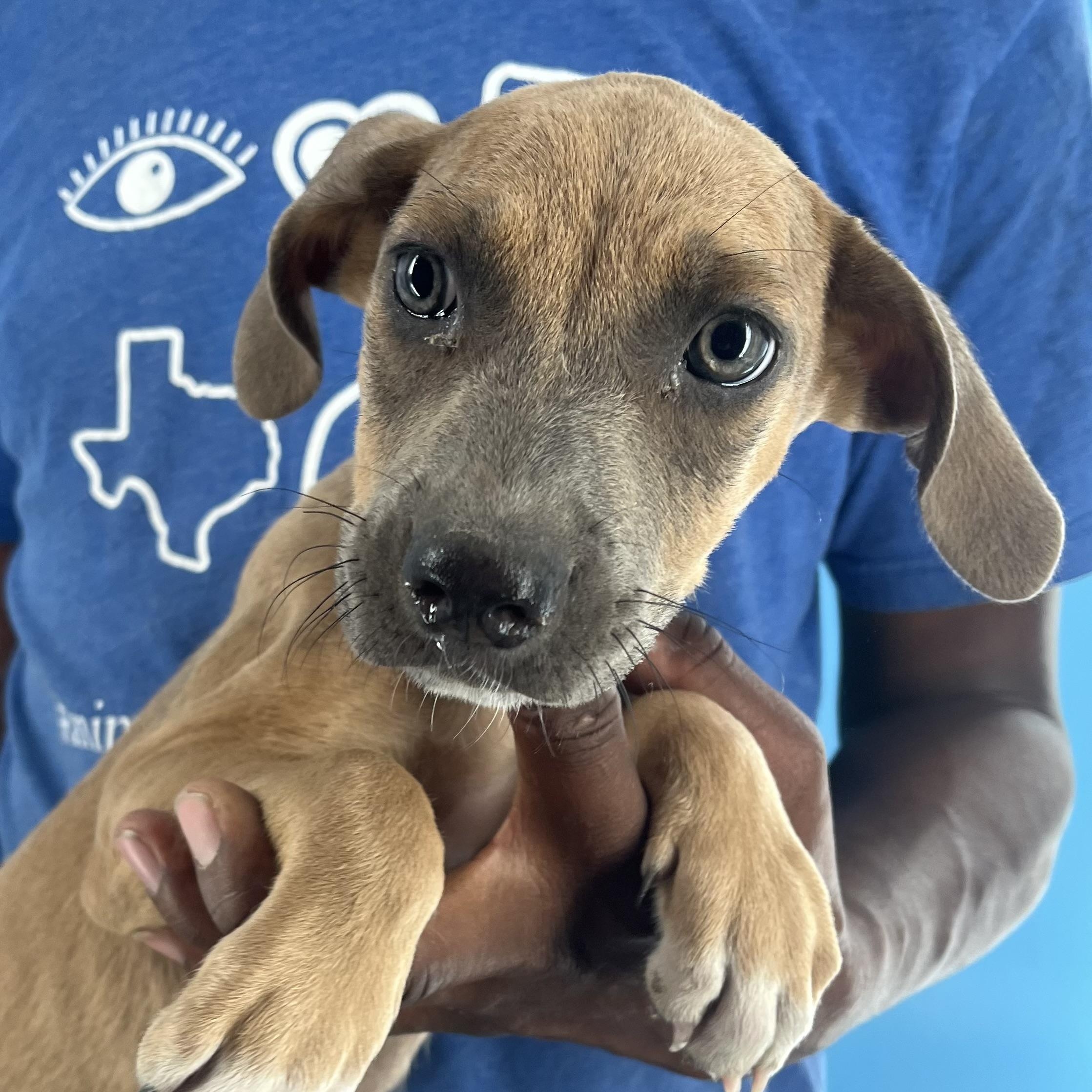 Biscuit - Local Dec 19-21, Adoptable, Puppy Female Labrador Retriever.