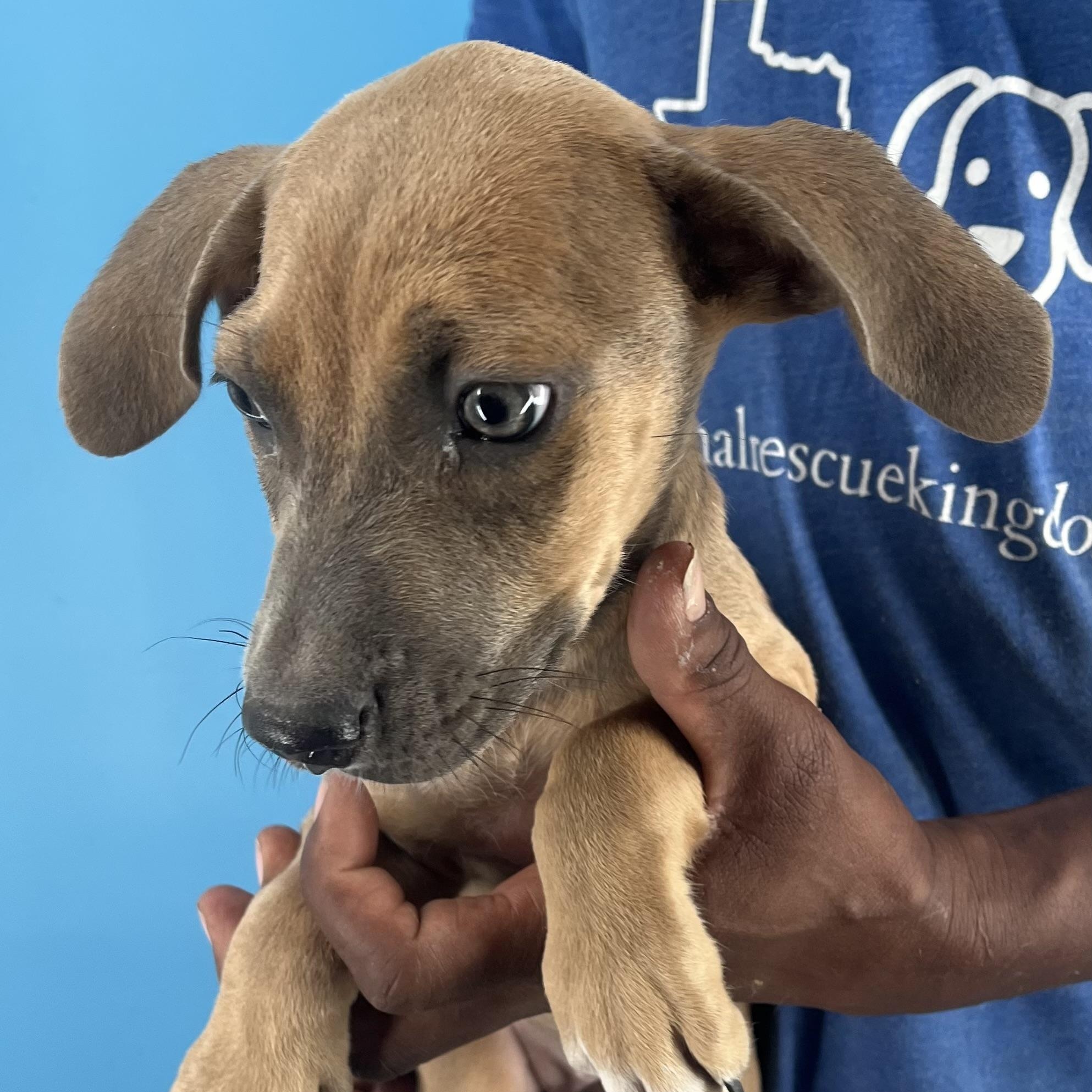 Biscuit - Local Sept 26-28