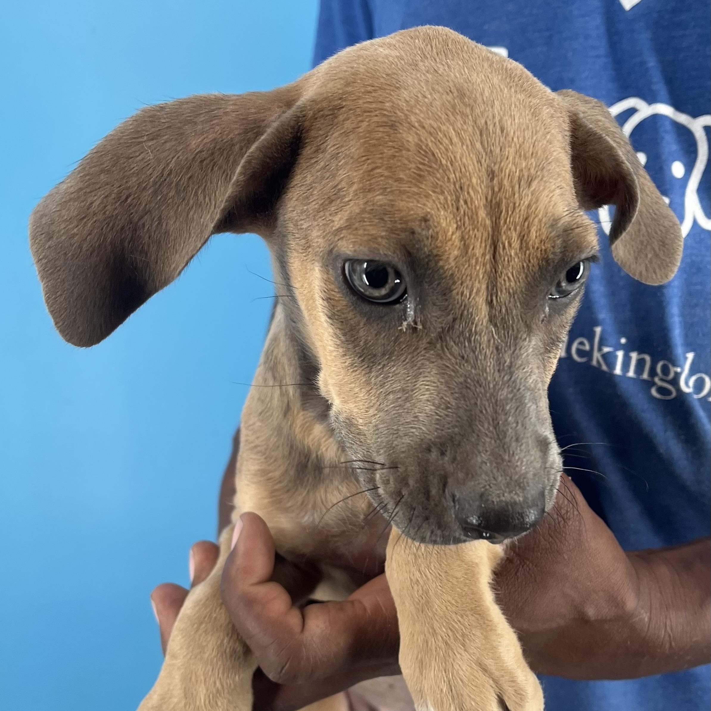 Biscuit - Local Dec 19-21, a Adoptable mixed breed in Beaverton , OR image 4/6