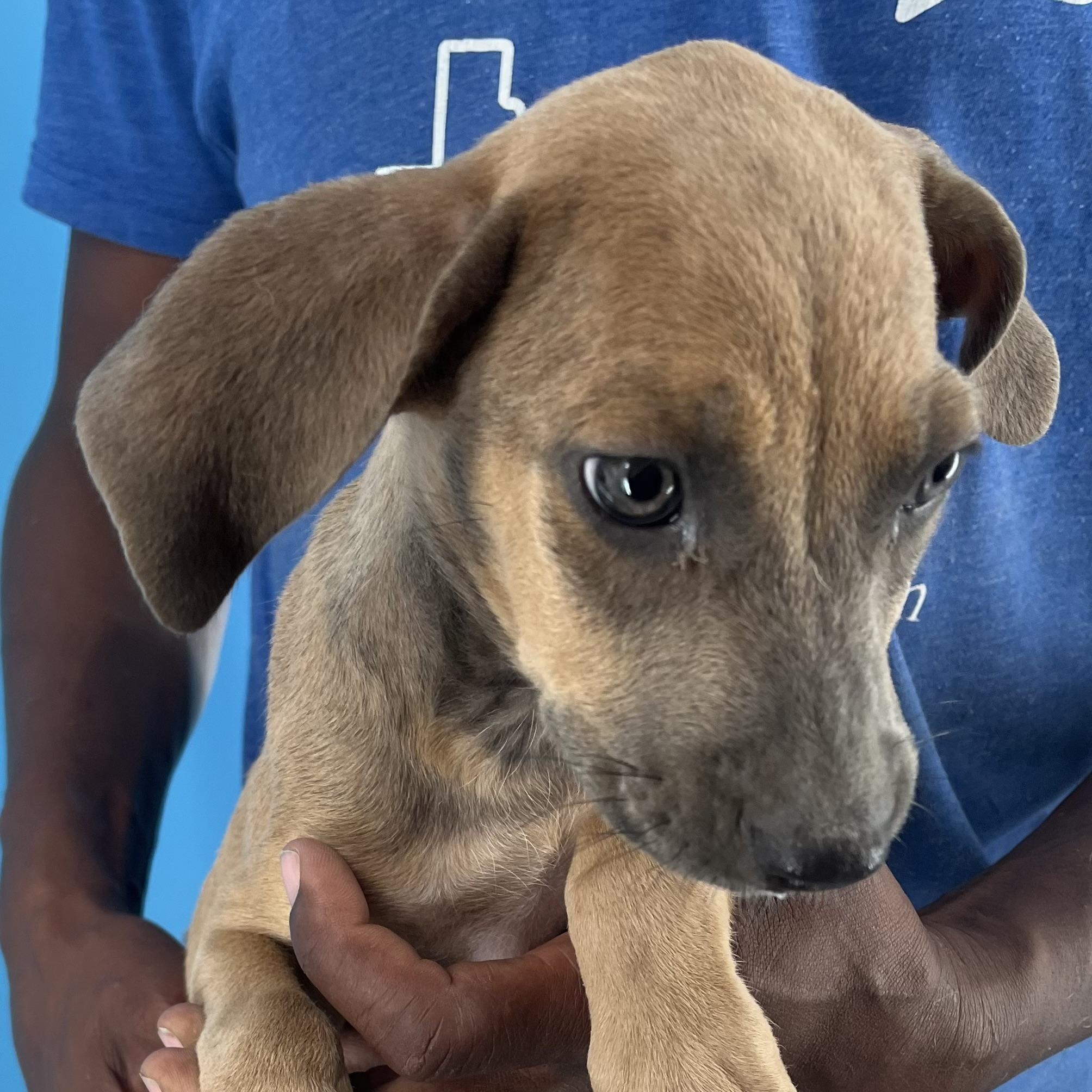 Biscuit - Local Dec 19-21, a Adoptable mixed breed in Beaverton , OR image 3/6