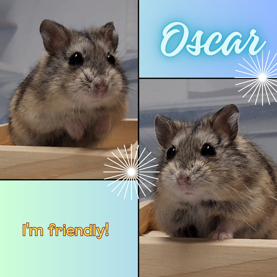 Enlarge Oscar, a Adopted Dwarf Hamster in Santa Ana, CA image 1/1