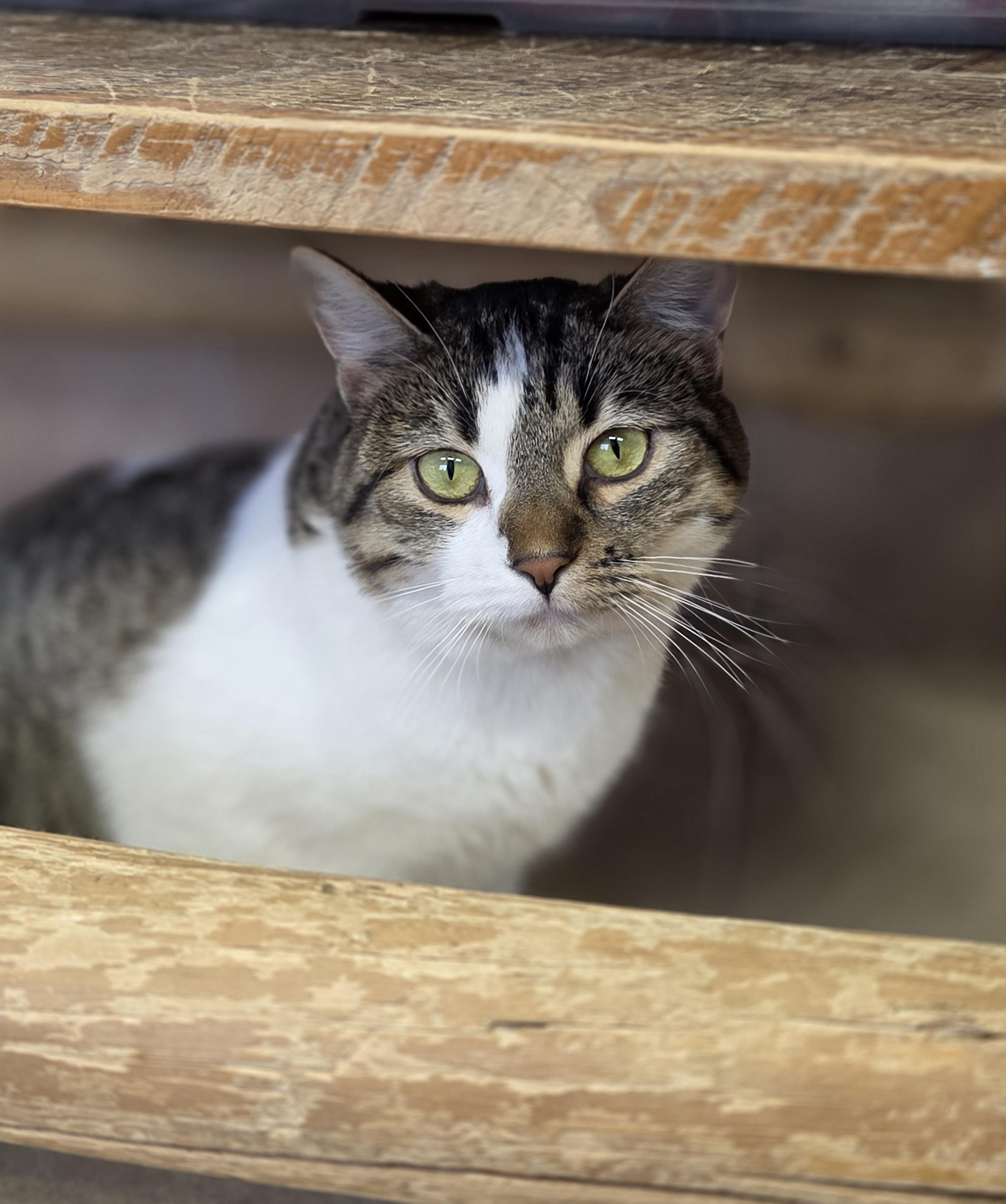 Enlarge Pickles, a Adoptable mixed breed in Park Rapids, MN image 1/2