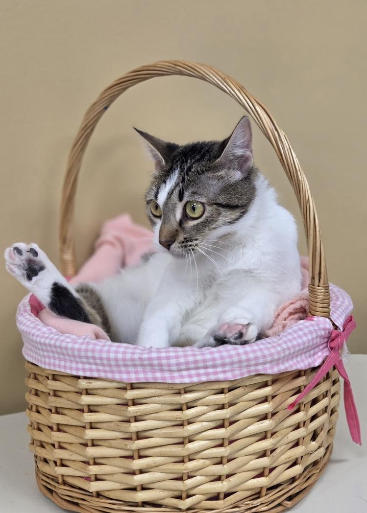 Pickles, Adoptable, Adult Female Domestic Short Hair.
