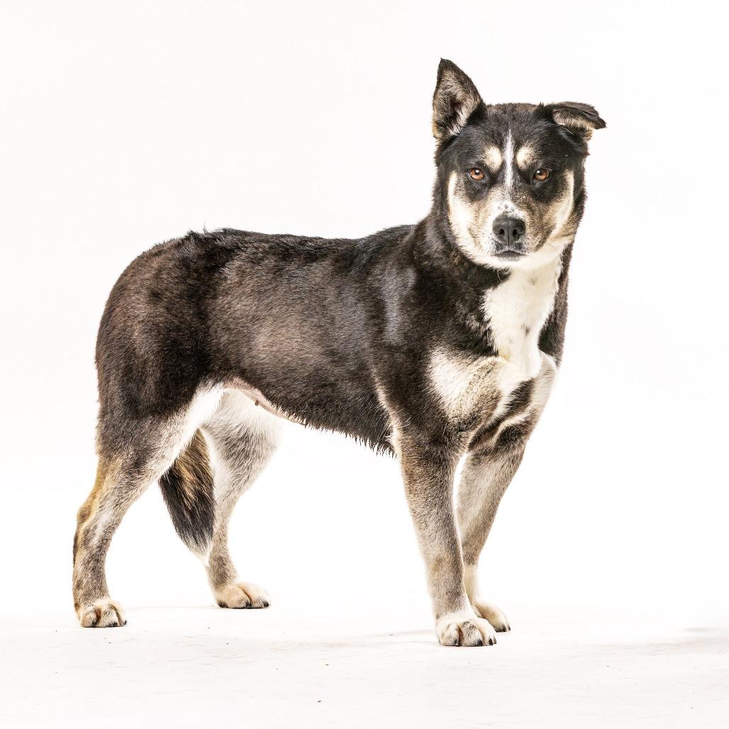Oreo, Adoptable, Adult Female Husky & Border Collie.