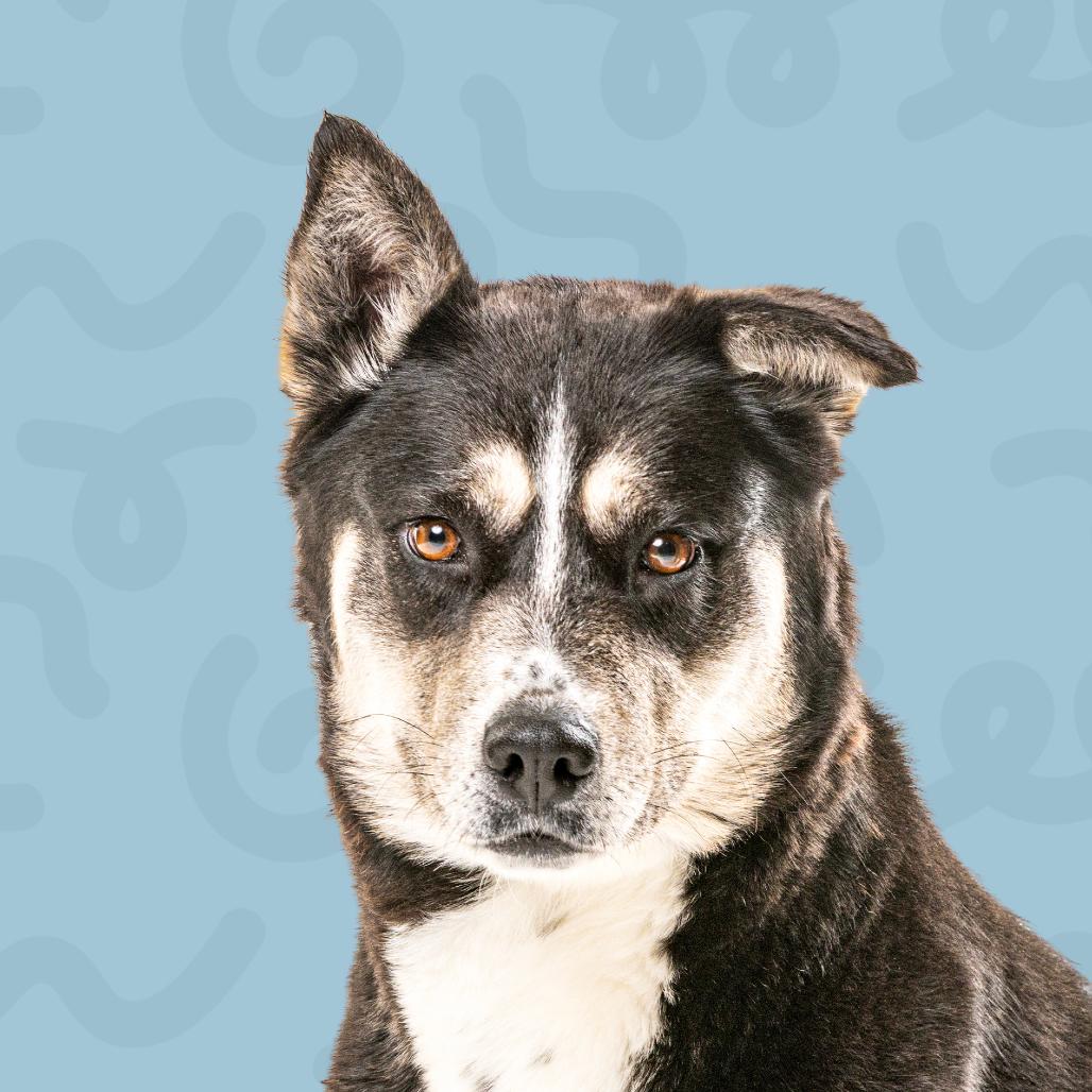 Enlarge Oreo, a Adoptable mixed breed in Reno, NV image 1/3