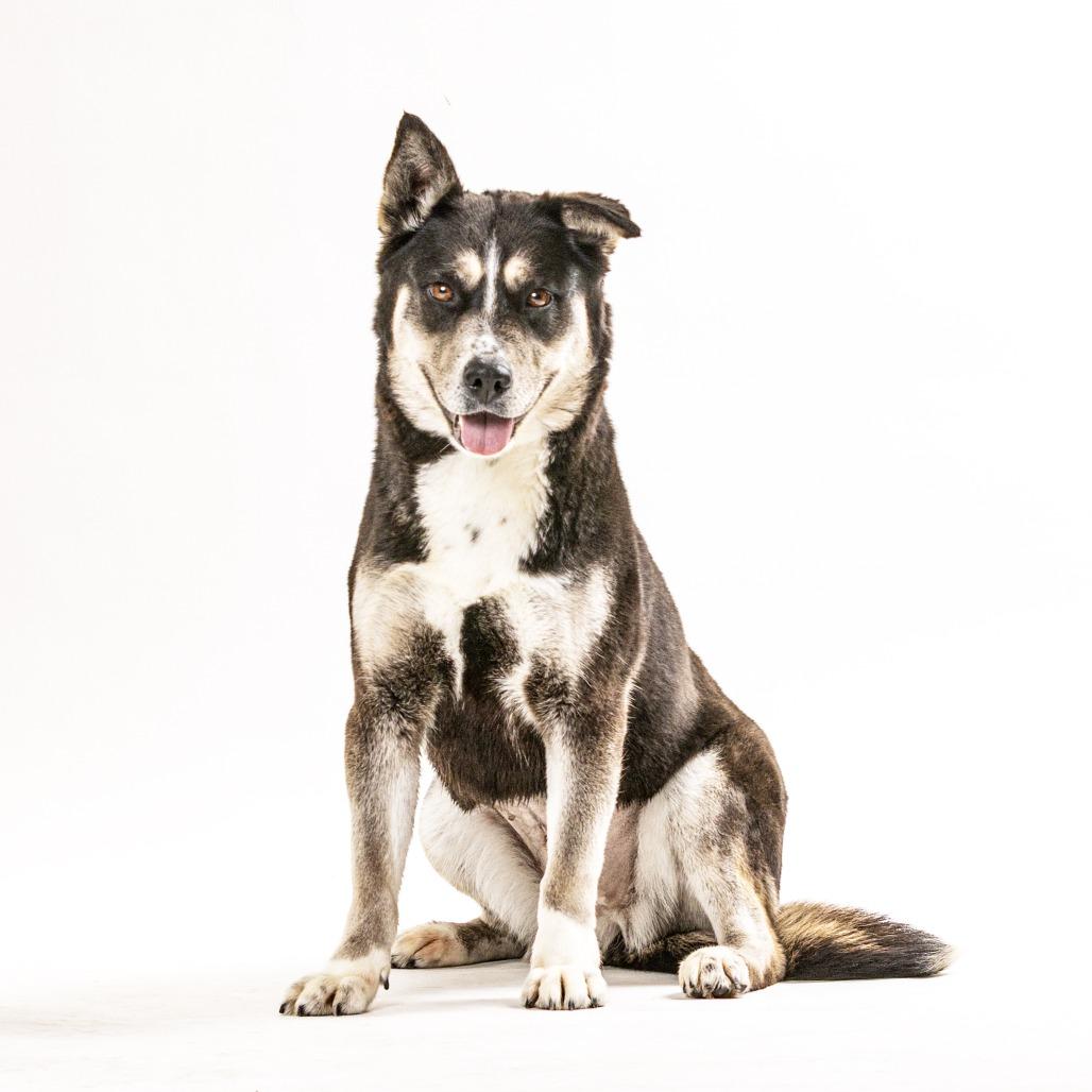 Enlarge Oreo, a Adoptable mixed breed in Reno, NV image 2/3