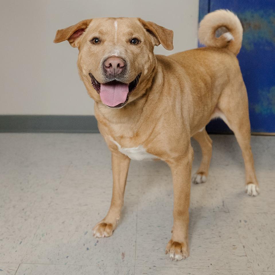 Enlarge Sweet Tater, a Adoptable mixed breed in Marysville, OH image 2/6