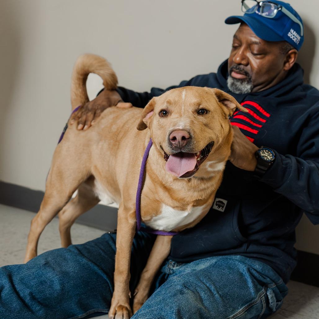 Enlarge Sweet Tater, a Adoptable mixed breed in Marysville, OH image 2/6
