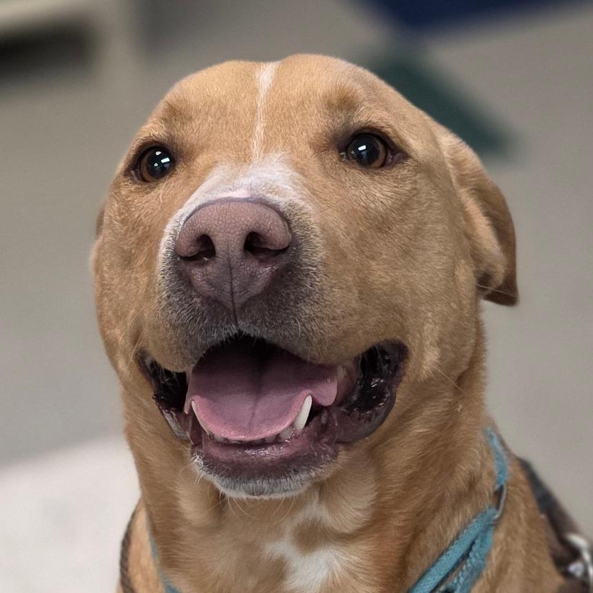 Sweet Tater thumbnail 3