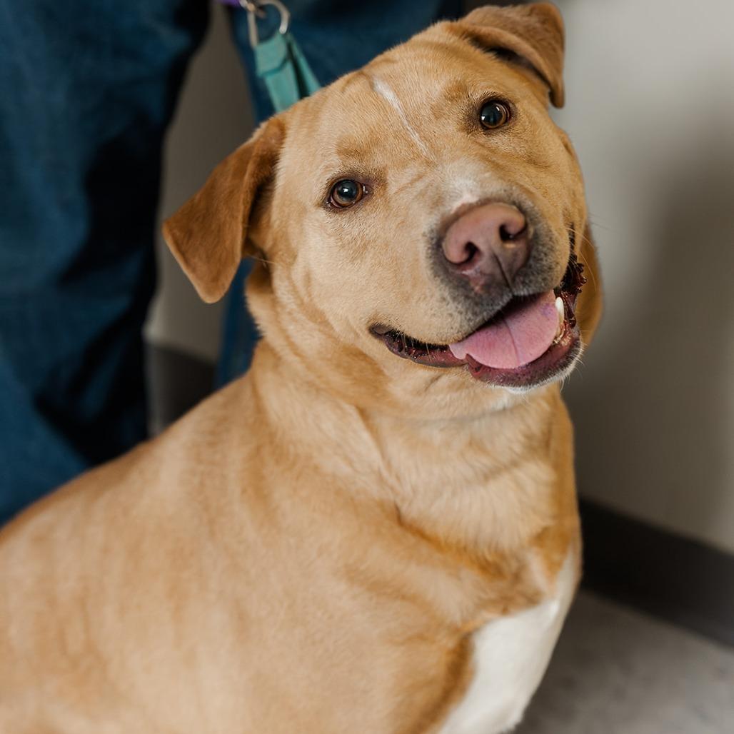 Enlarge Sweet Tater, a Adoptable mixed breed in Marysville, OH image 3/6