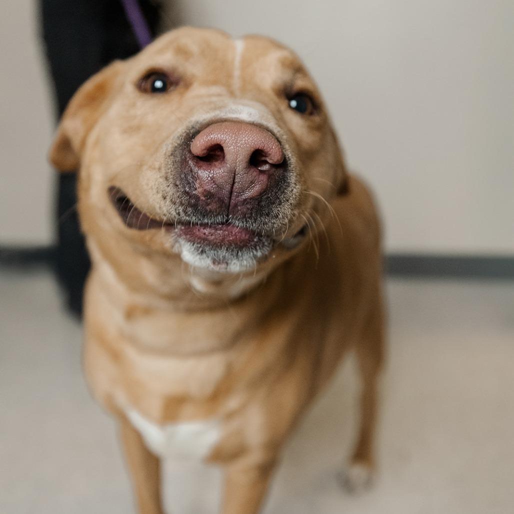 Enlarge Sweet Tater, a Adoptable mixed breed in Marysville, OH image 4/6