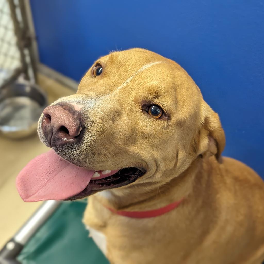 Enlarge Sweet Tater, a Adoptable mixed breed in Marysville, OH image 5/6