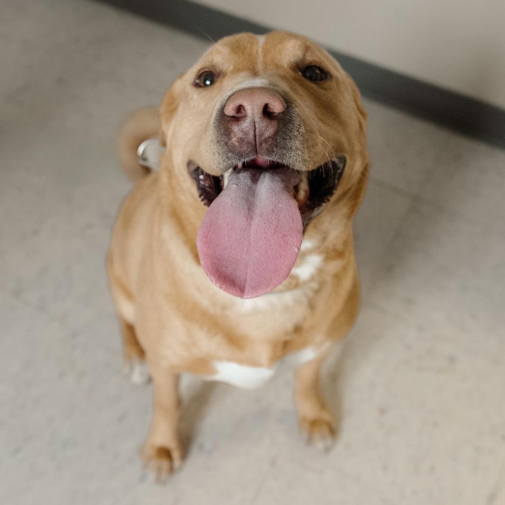 Enlarge Sweet Tater, a Adoptable mixed breed in Marysville, OH image 6/6