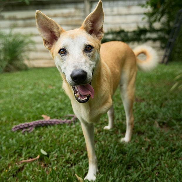 Nuanphong, Adoptable, Adult Male Retriever & Mixed Breed.