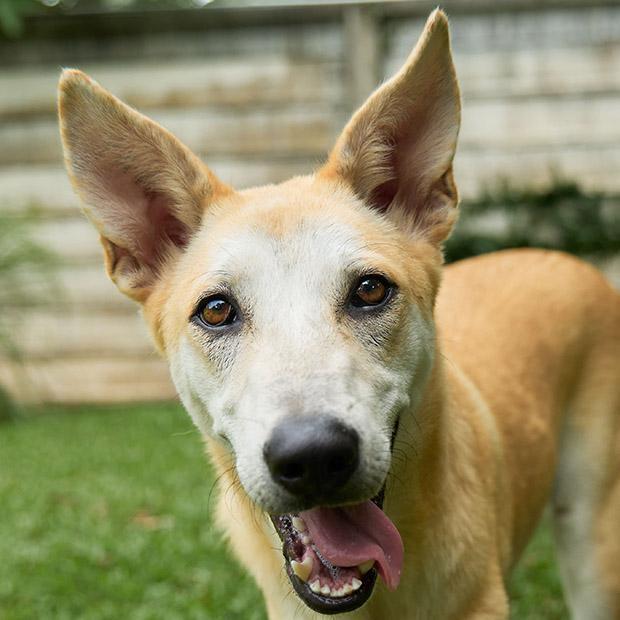 Nuanphong, a Adoptable mixed breed in North Reading, MA image 2/5