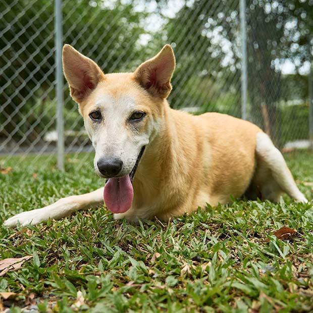 Nuanphong, a Adoptable mixed breed in North Reading, MA image 3/5