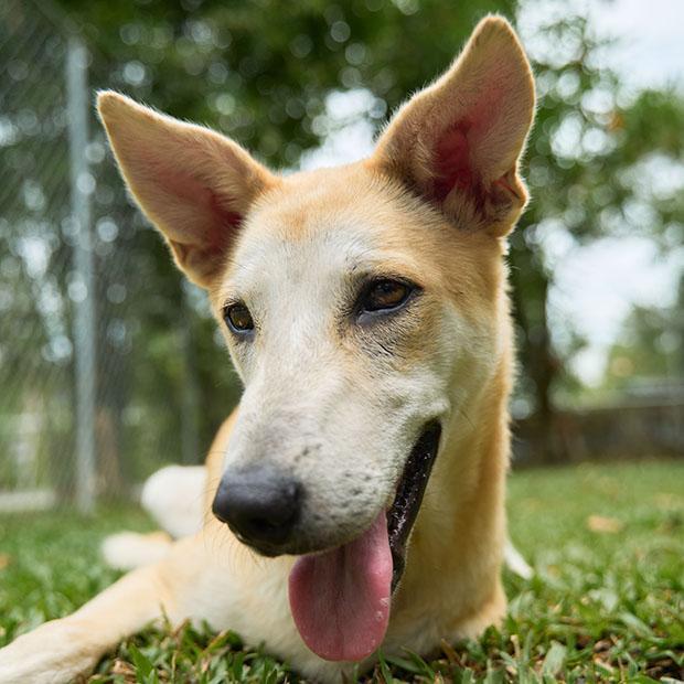 Nuanphong, a Adoptable mixed breed in North Reading, MA image 4/5