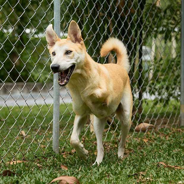 Nuanphong, a Adoptable mixed breed in North Reading, MA image 5/5