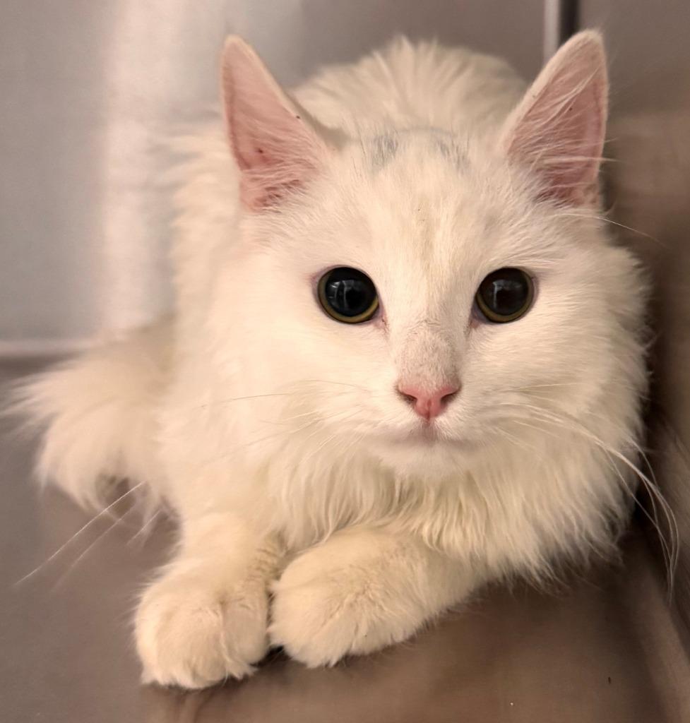Enlarge Casper, a Adoptable mixed breed in Kenai, AK image 1/1