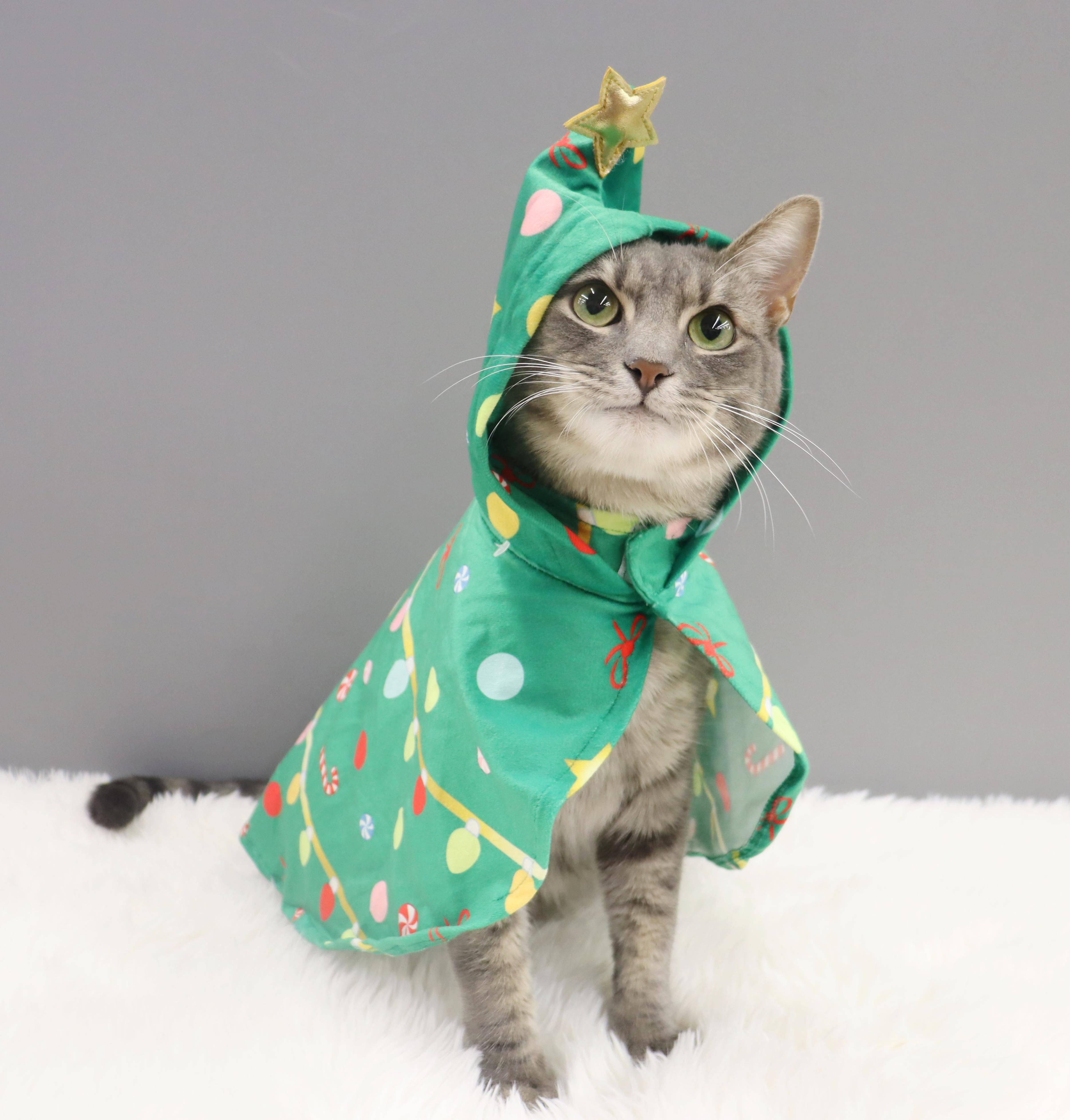 Enlarge Cream - Sweet, playful, loving lap cat, a Adoptable mixed breed in League City, TX image 1/6