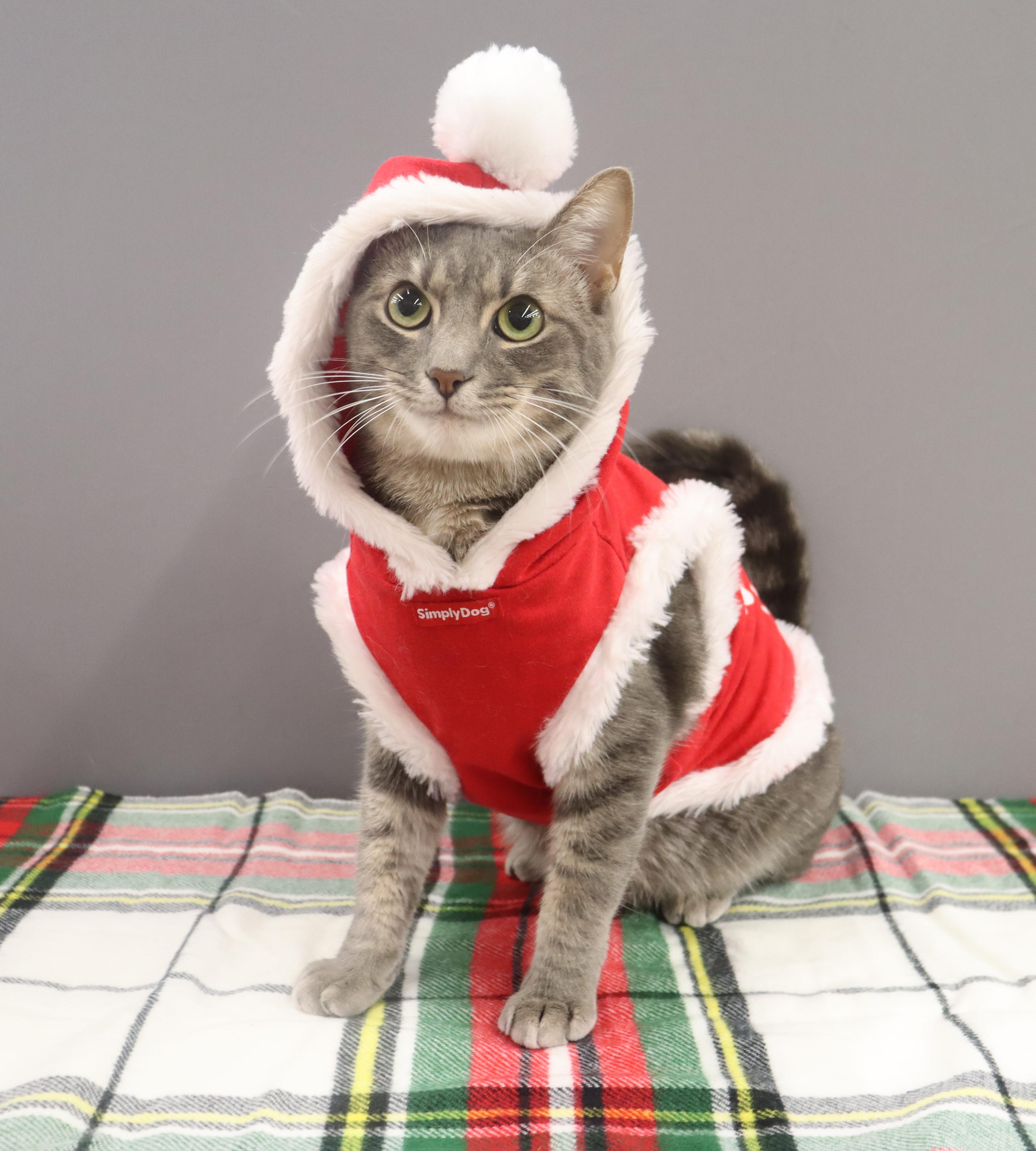 Enlarge Cream - Sweet, playful, loving lap cat, a Adoptable mixed breed in League City, TX image 3/6