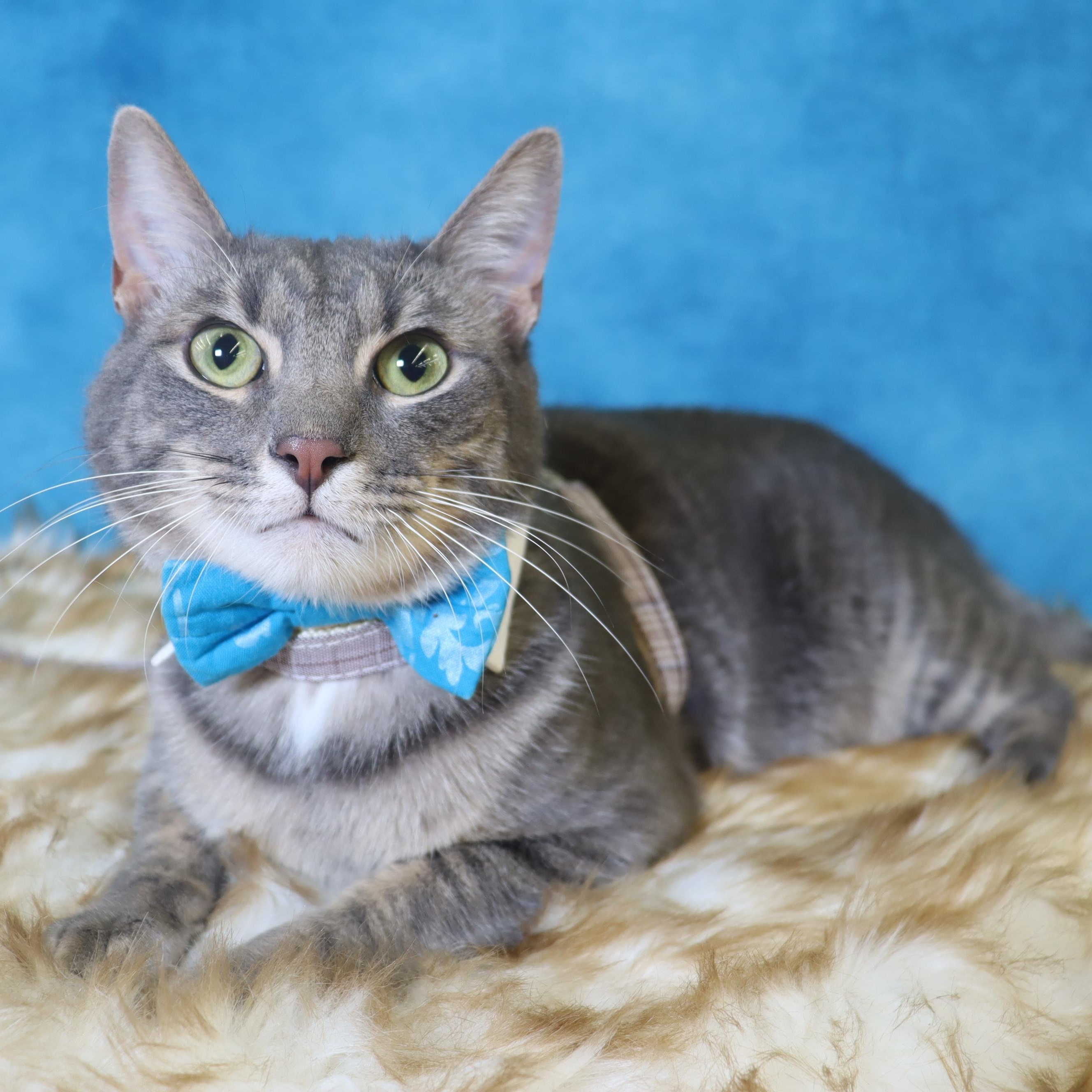 Enlarge Cream - Sweet, playful, loving lap cat, a Adoptable mixed breed in League City, TX image 2/6