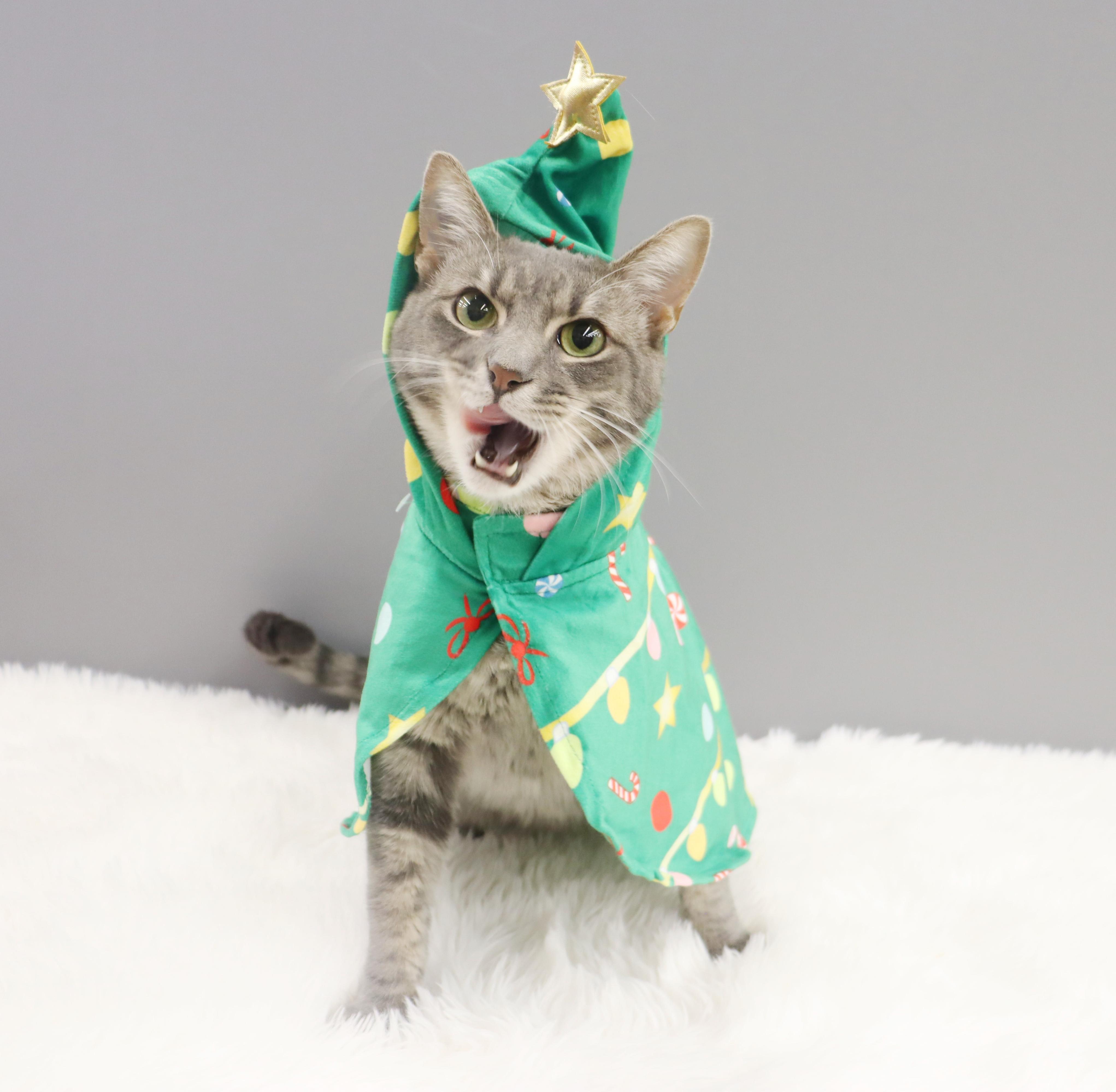 Enlarge Cream - Sweet, playful, loving lap cat, a Adoptable mixed breed in League City, TX image 4/6