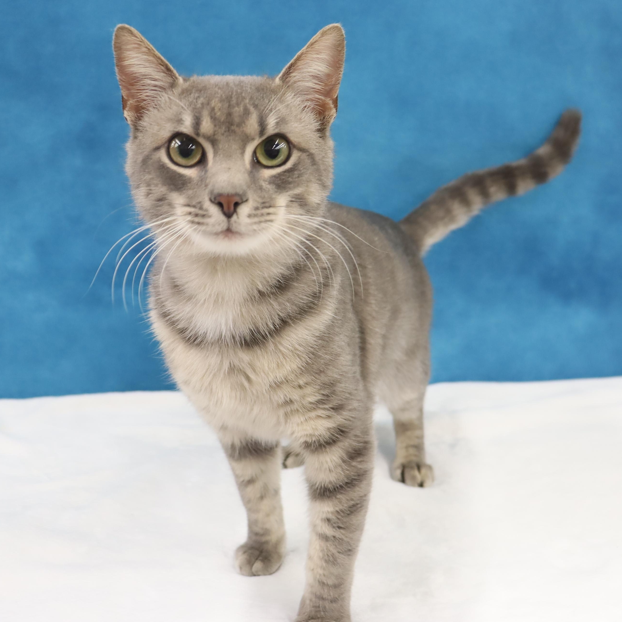 Cream - Sweet, playful, loving lap cat