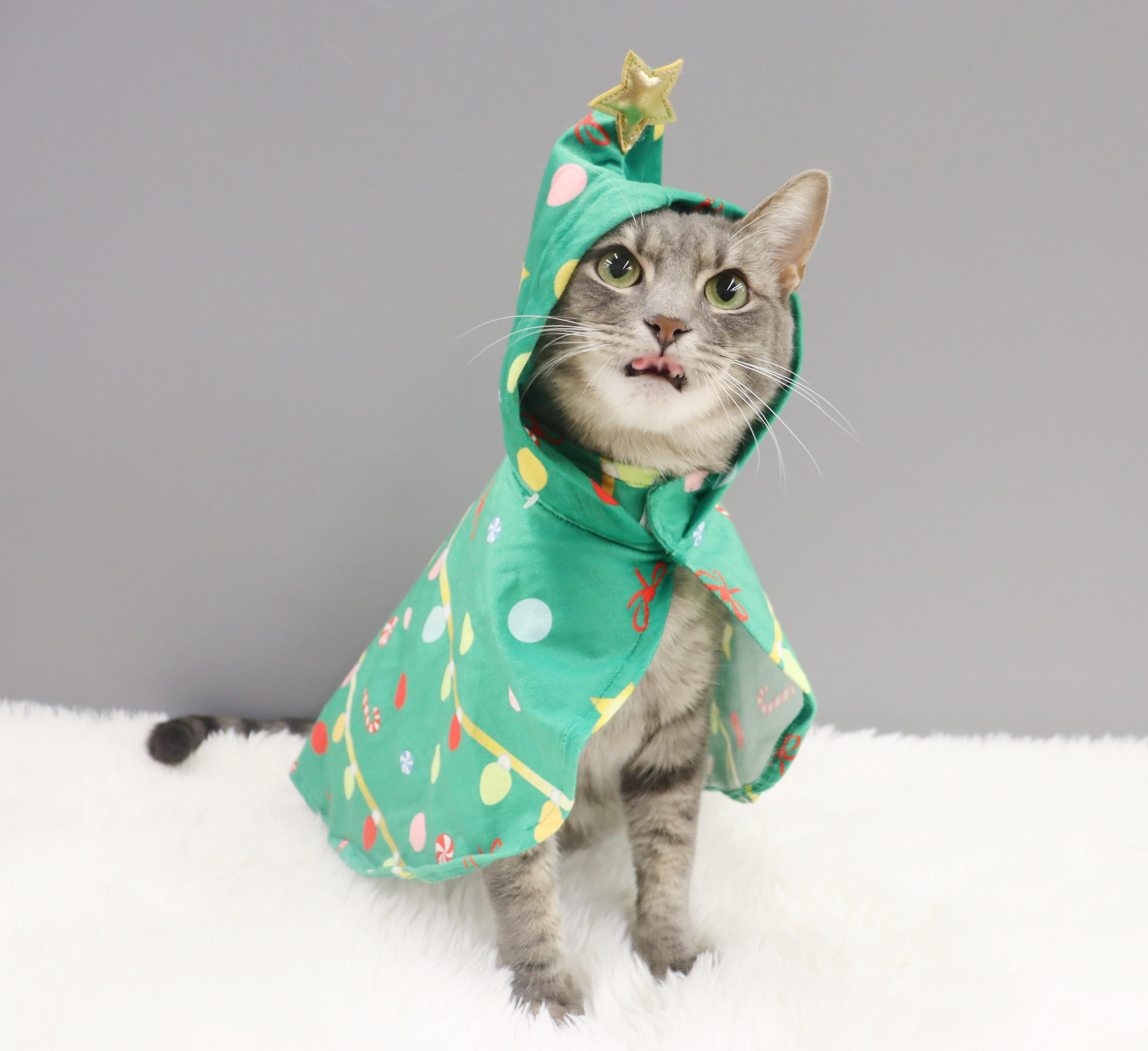 Cream  Sweet  thumbnail 5