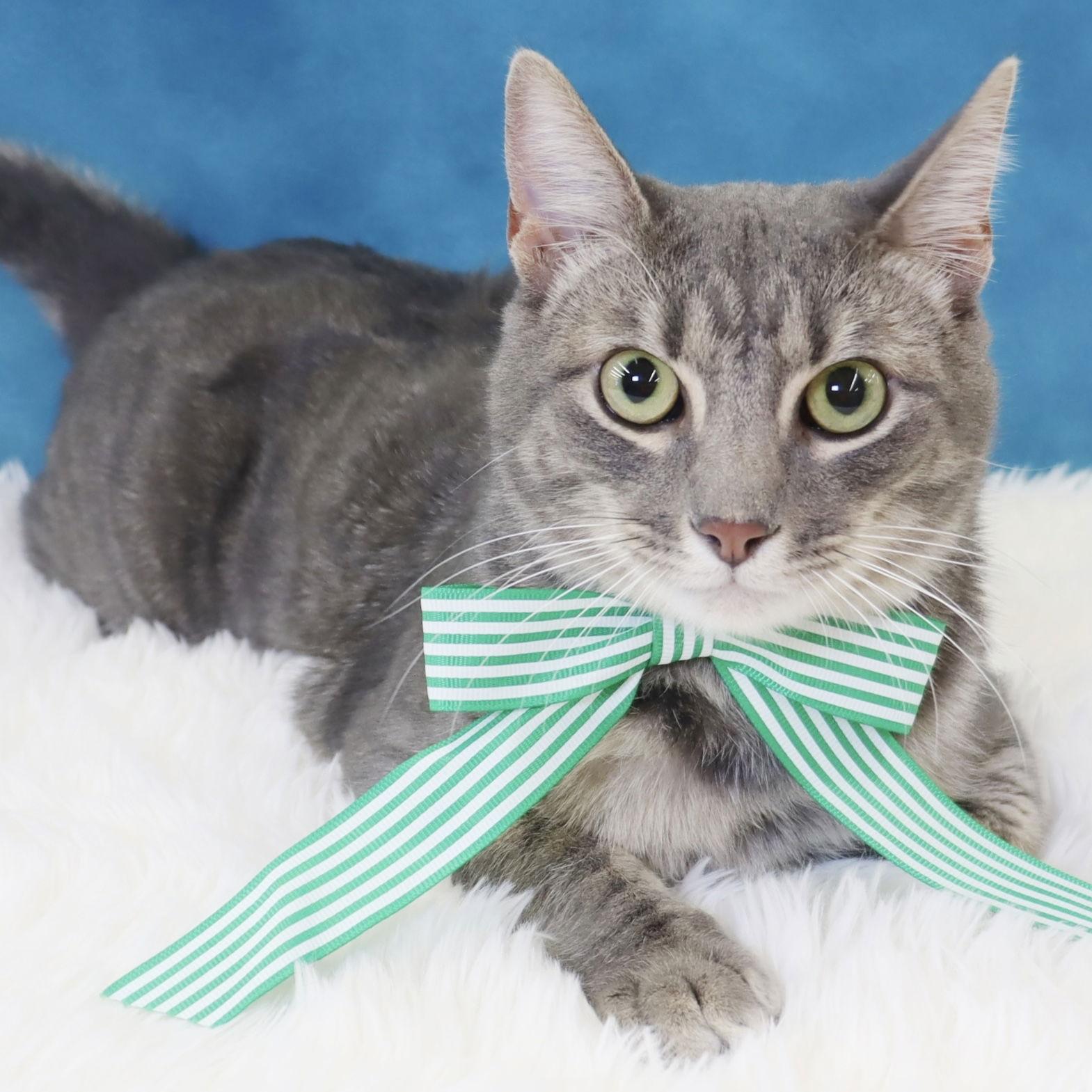 Cream - Sweet, playful, loving lap cat, Adoptable, Adult Male Domestic Short Hair & Tabby.