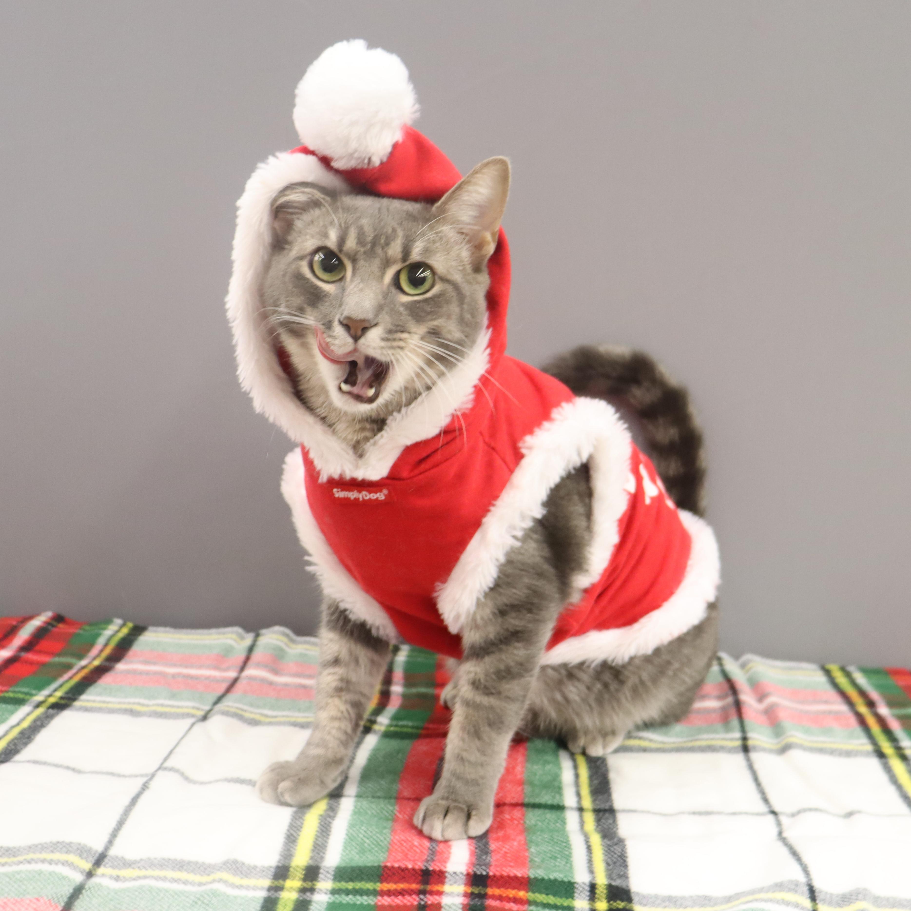 Enlarge Cream - Sweet, playful, loving lap cat, a Adoptable mixed breed in League City, TX image 6/6