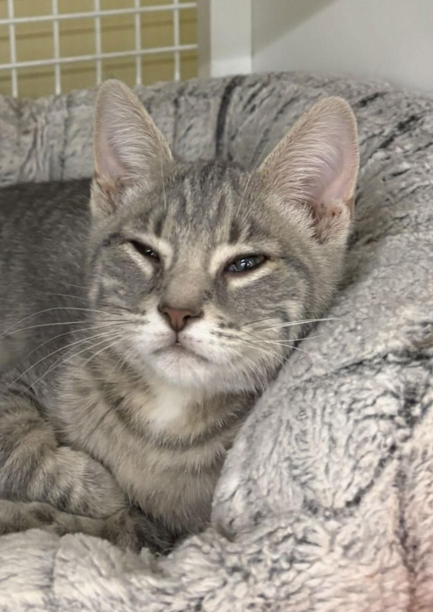 Enlarge Bobby, a Adopted Domestic Short Hair in White Bluff, TN image 1/1