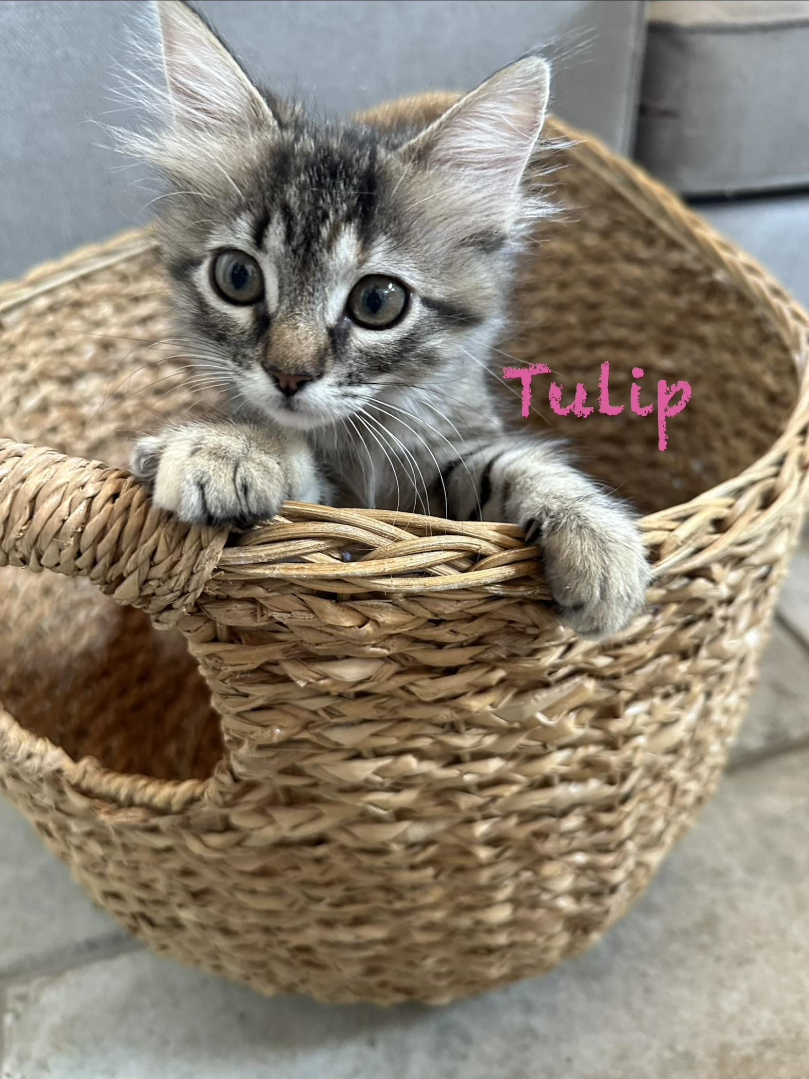 Enlarge Tulip, an adopted mixed breed in Vallejo , CA image 1/2