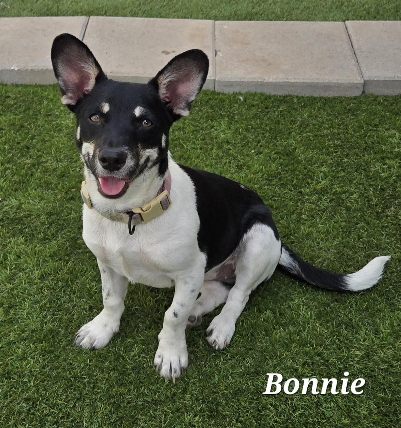 Enlarge Bonnie, a Adoptable mixed breed in Fort Worth, TX image 2/2