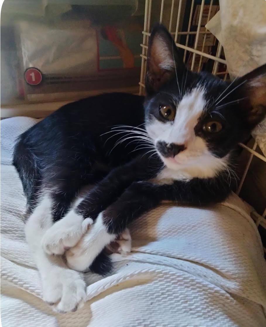Milo, adoptable, Kitten Female Domestic Short Hair.