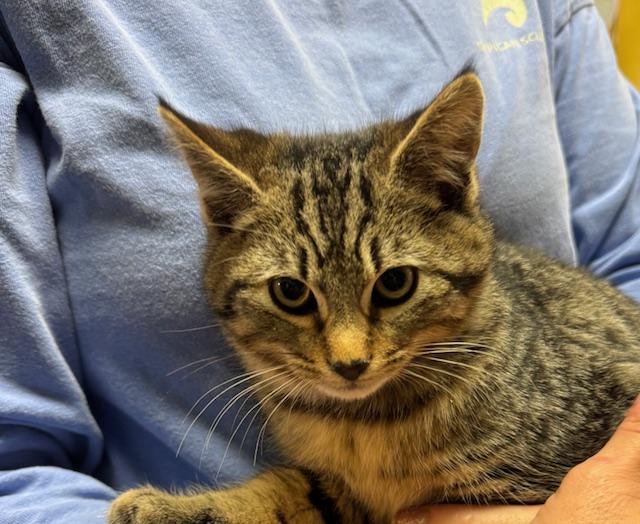 Gobble, a Adoptable Domestic Short Hair in Rochester, MA image 1/2