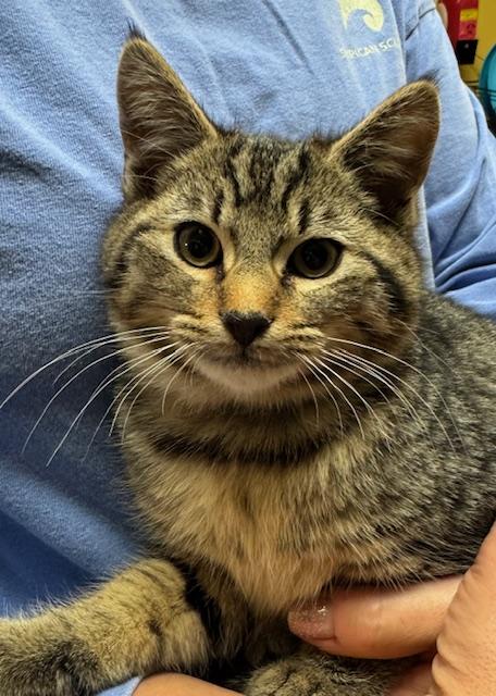 Gobble, a Adoptable Domestic Short Hair in Rochester, MA image 2/2