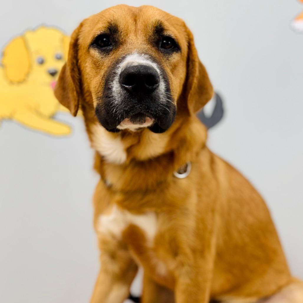 Max, Adopted, Puppy Male Mountain Cur.