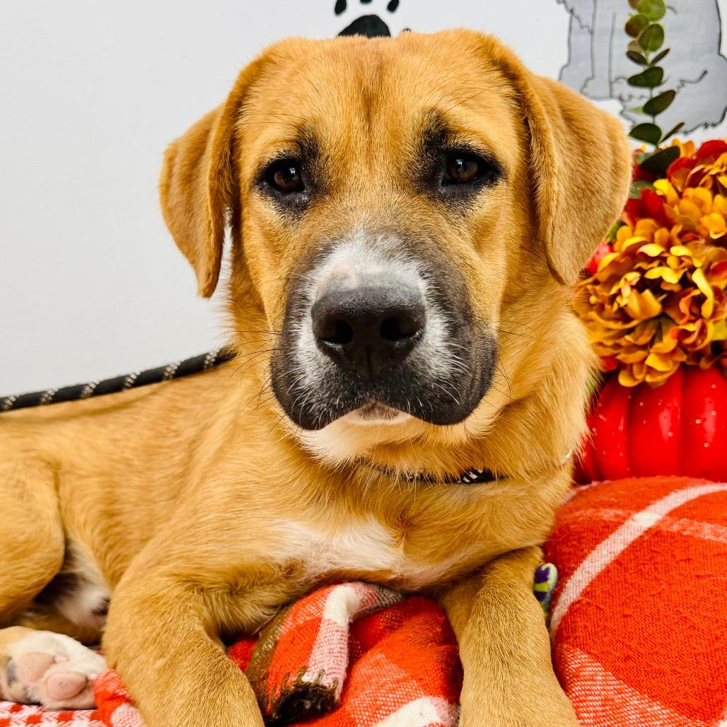 Enlarge Max, a Adopted Mountain Cur in Lebanon, MO image 2/4