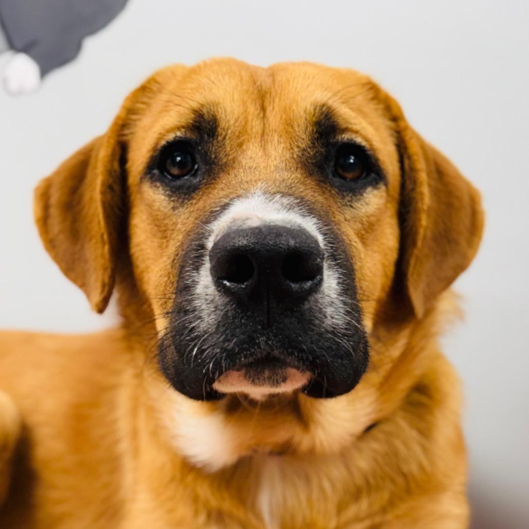 Enlarge Max, a Adopted Mountain Cur in Lebanon, MO image 3/4