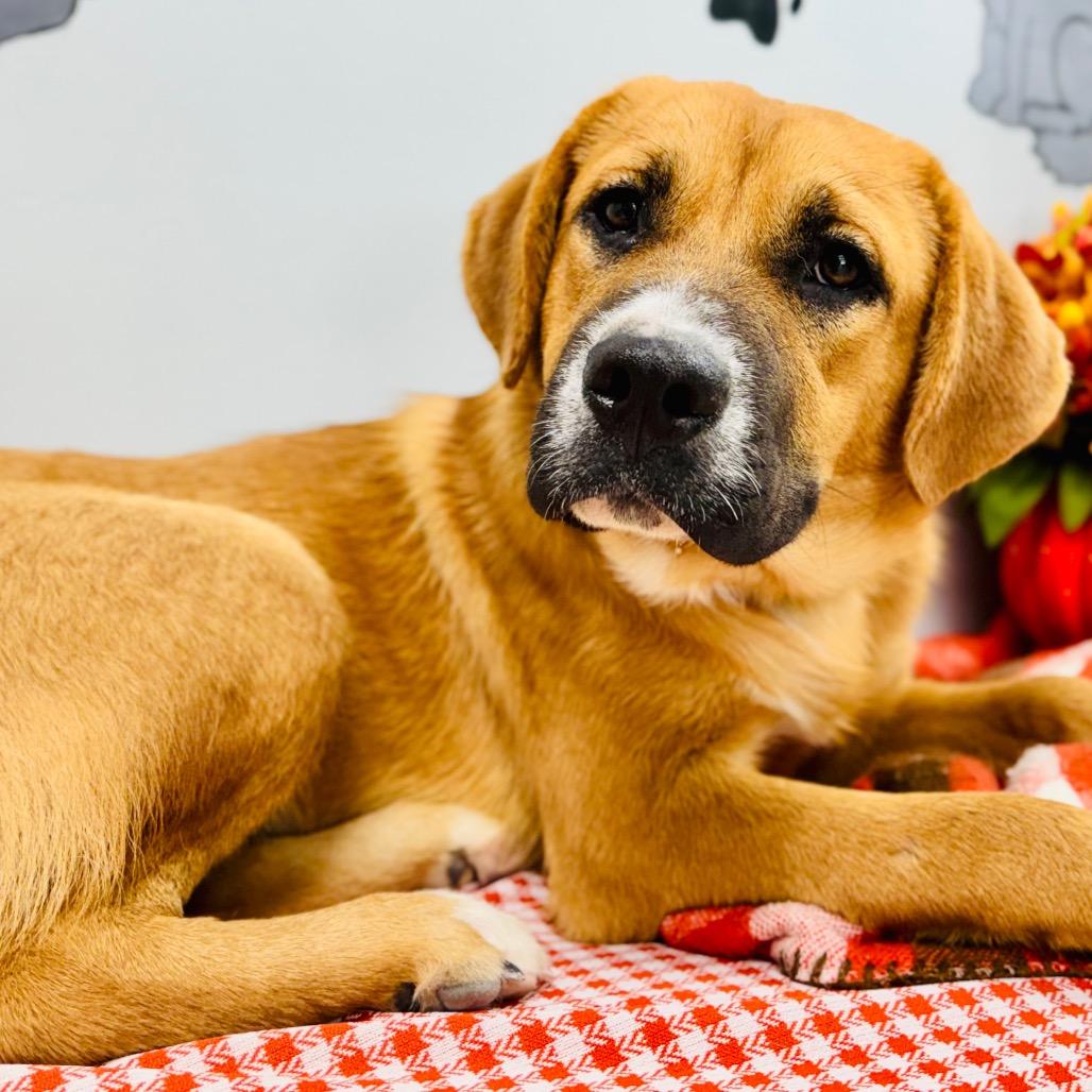 Enlarge Max, a Adopted Mountain Cur in Lebanon, MO image 4/4