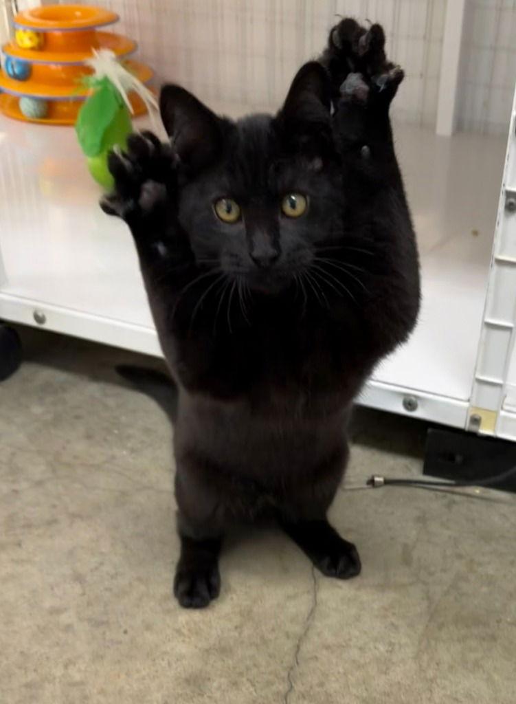 Gomez, Adoptable, Kitten Male Domestic Short Hair.