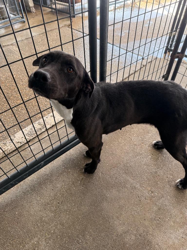 Dorothy, Adoptable, Adult Female Mixed Breed.