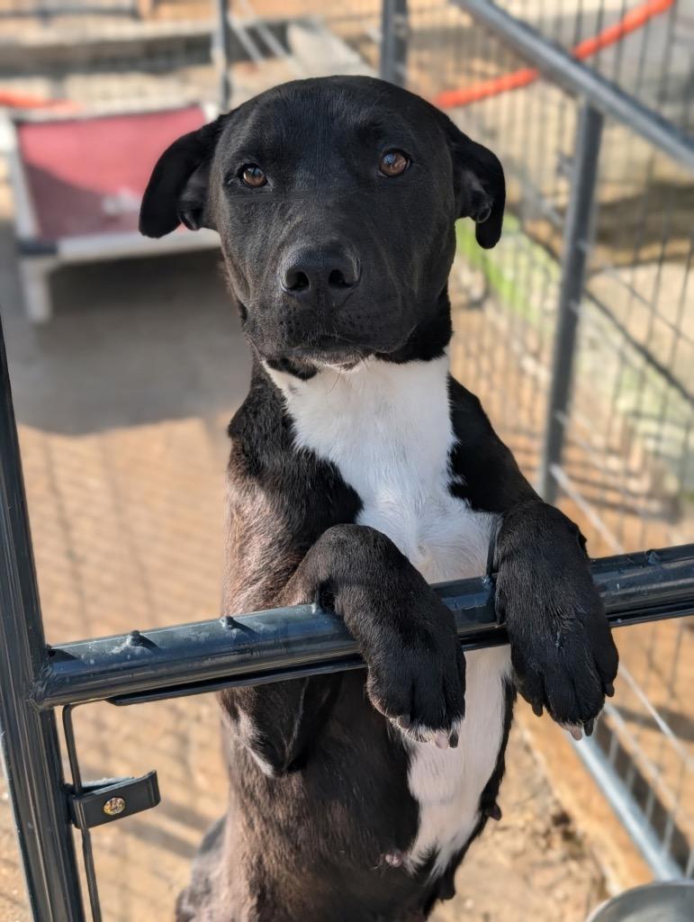 Dorothy, Adoptable, Adult Female Mixed Breed.